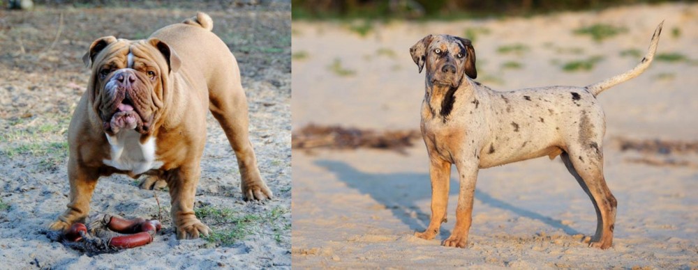 Catahoula Cur vs Australian Bulldog - Breed Comparison