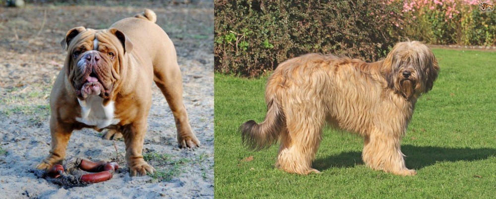 Catalan Sheepdog vs Australian Bulldog - Breed Comparison