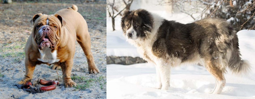 Caucasian Shepherd vs Australian Bulldog - Breed Comparison