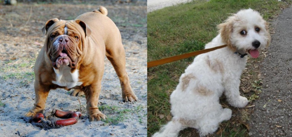 Cavachon vs Australian Bulldog - Breed Comparison