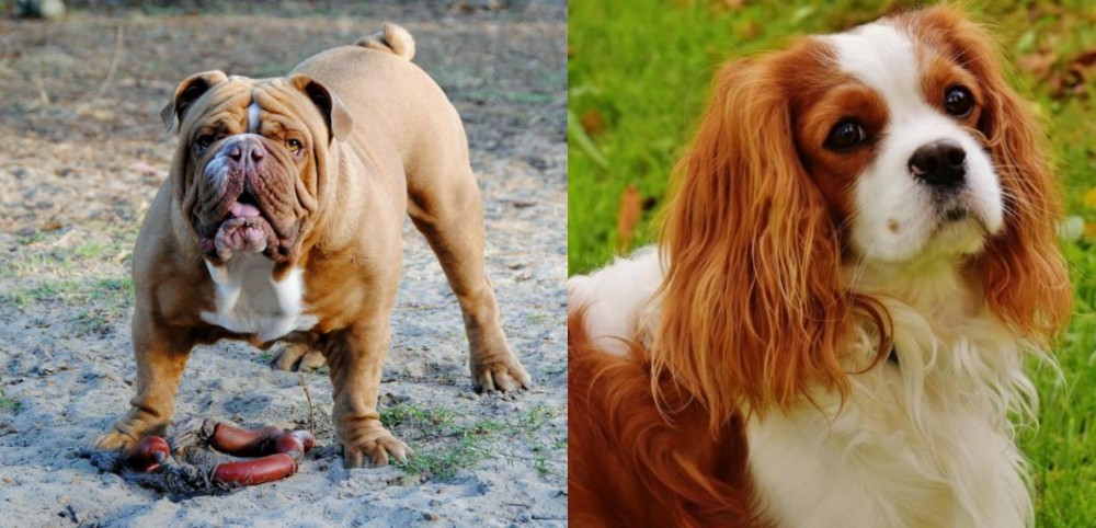 Cavalier King Charles Spaniel vs Australian Bulldog - Breed Comparison
