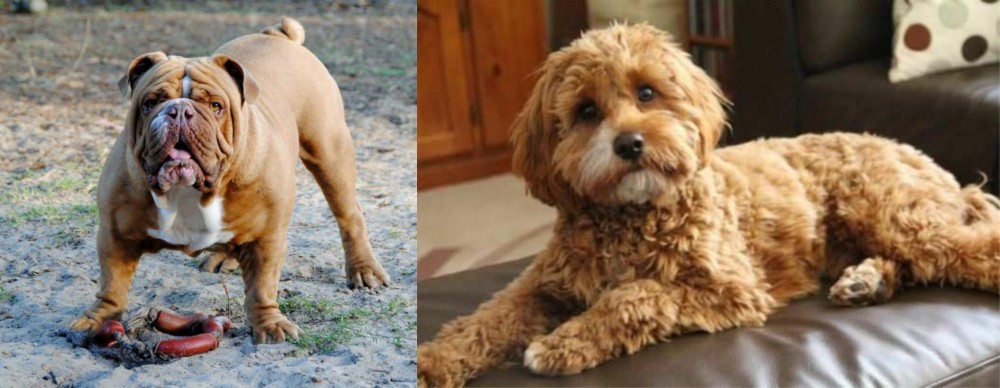 Cavapoo vs Australian Bulldog - Breed Comparison
