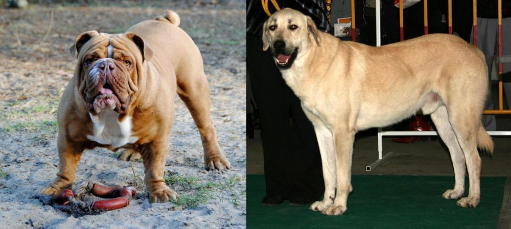 Central Anatolian Shepherd vs Australian Bulldog - Breed Comparison