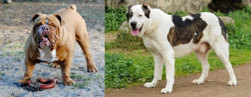 Central Asian Shepherd vs Australian Bulldog - Breed Comparison