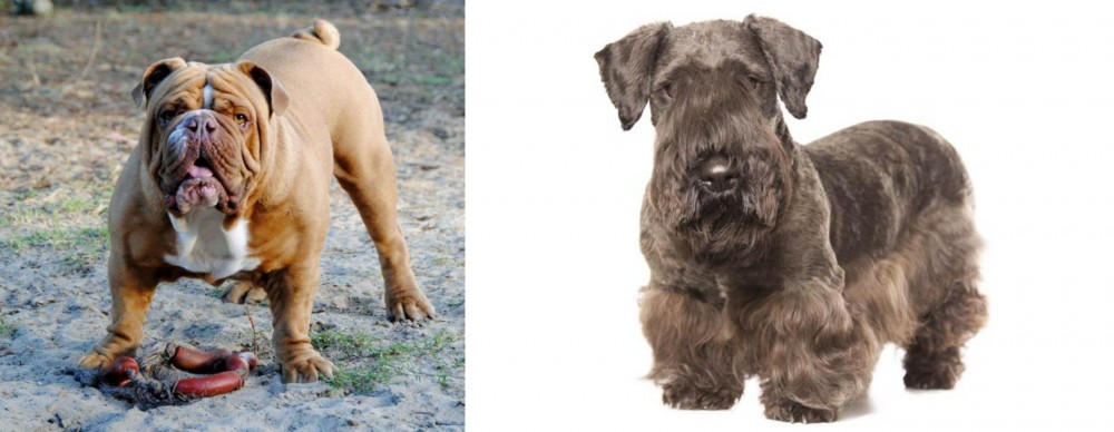 Cesky Terrier vs Australian Bulldog - Breed Comparison