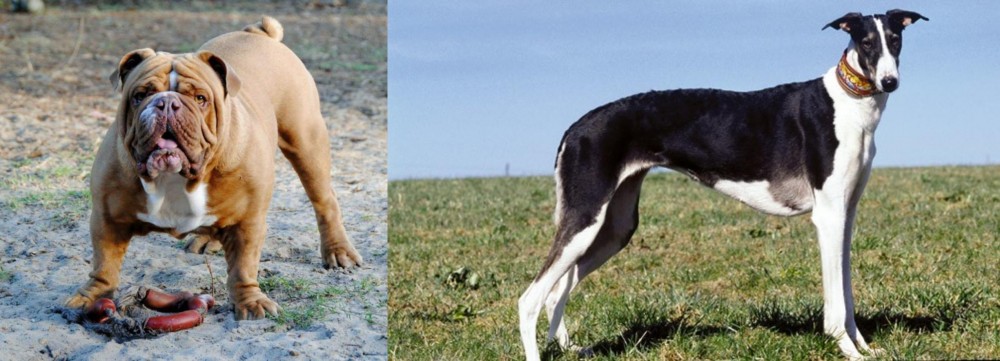 Chart Polski vs Australian Bulldog - Breed Comparison