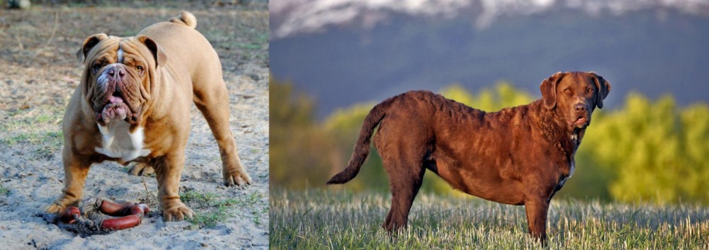 Chesapeake Bay Retriever vs Australian Bulldog - Breed Comparison