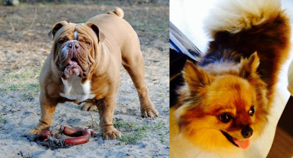 Chiapom vs Australian Bulldog - Breed Comparison