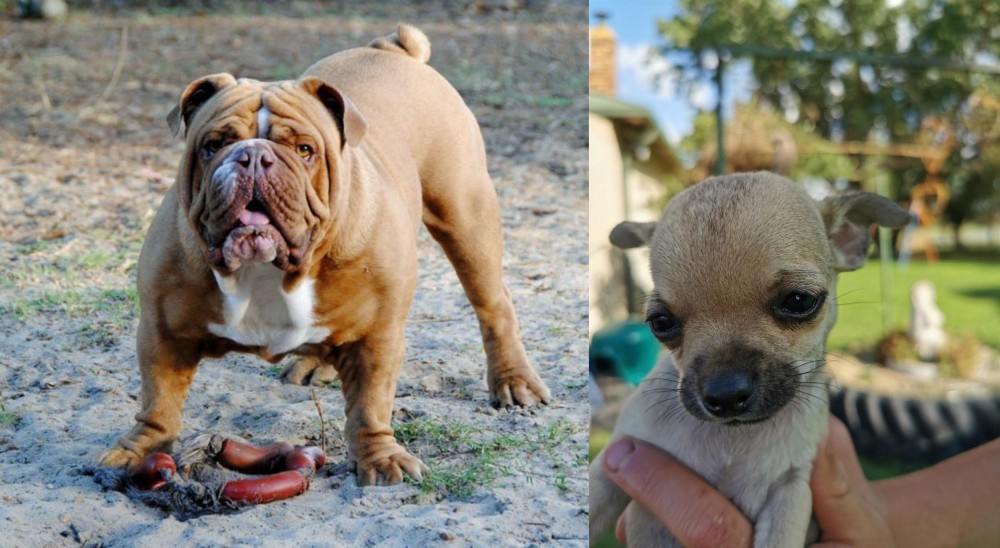 Chihuahua vs Australian Bulldog - Breed Comparison