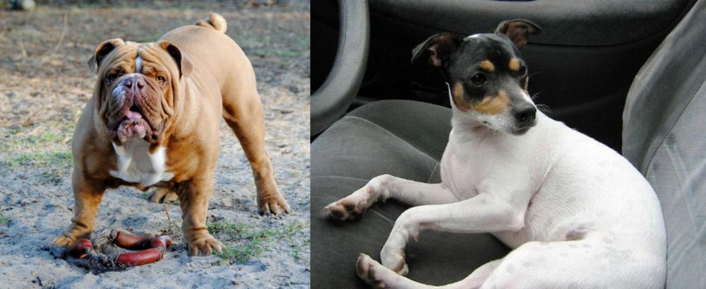 Chilean Fox Terrier vs Australian Bulldog - Breed Comparison