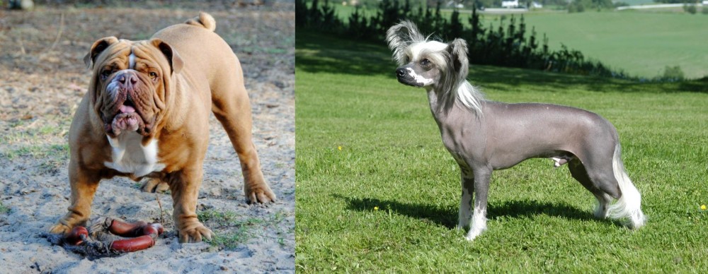 Chinese Crested Dog vs Australian Bulldog - Breed Comparison