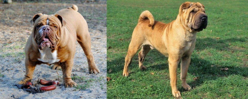 Chinese Shar Pei vs Australian Bulldog - Breed Comparison