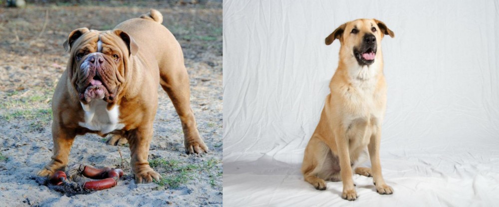 Chinook vs Australian Bulldog - Breed Comparison