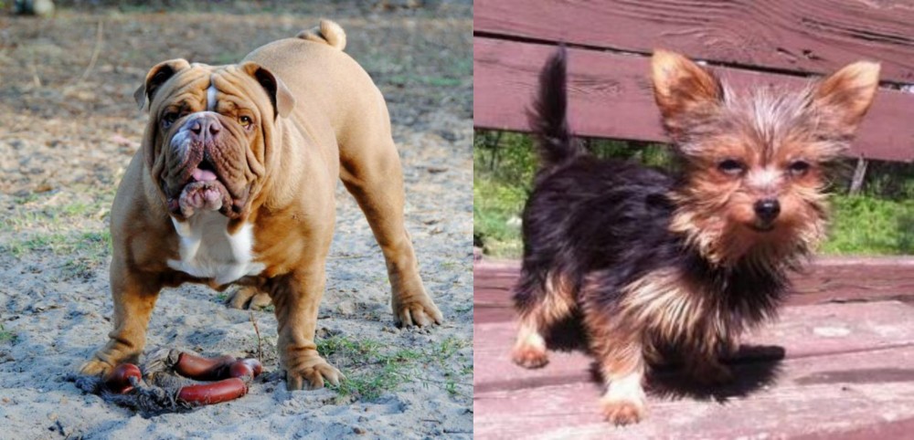 Chorkie vs Australian Bulldog - Breed Comparison
