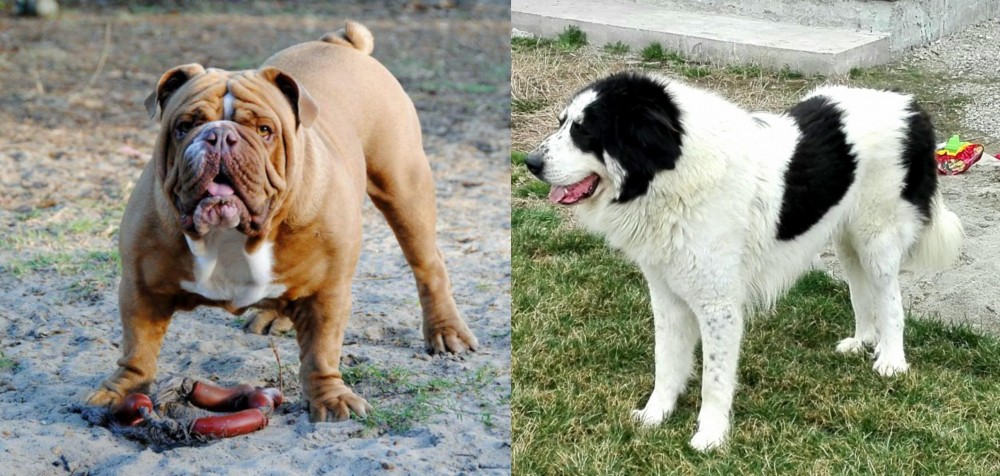 Ciobanesc de Bucovina vs Australian Bulldog - Breed Comparison