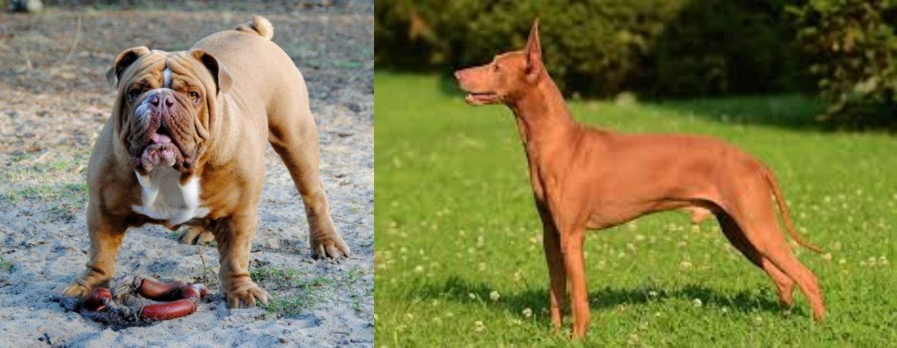 Cirneco dell'Etna vs Australian Bulldog - Breed Comparison