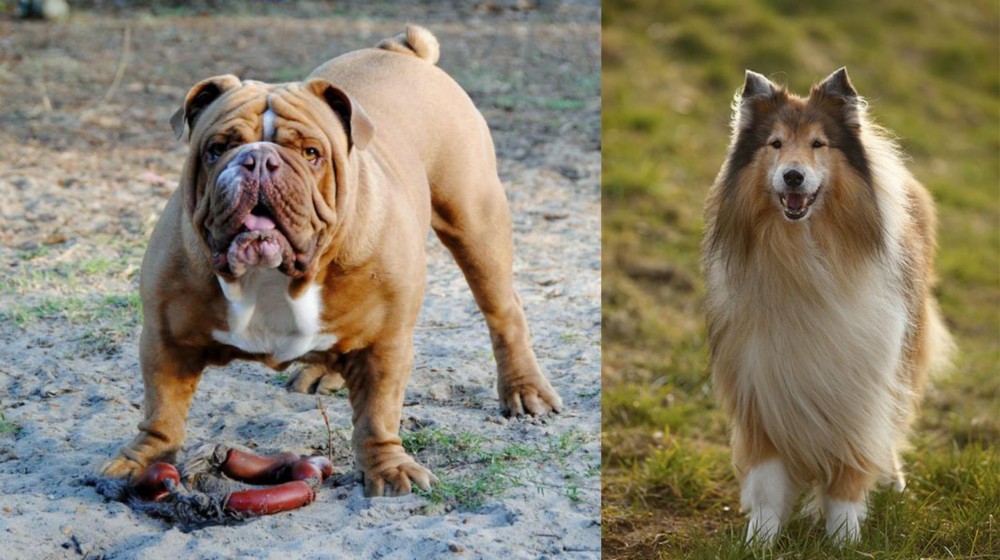Collie vs Australian Bulldog - Breed Comparison