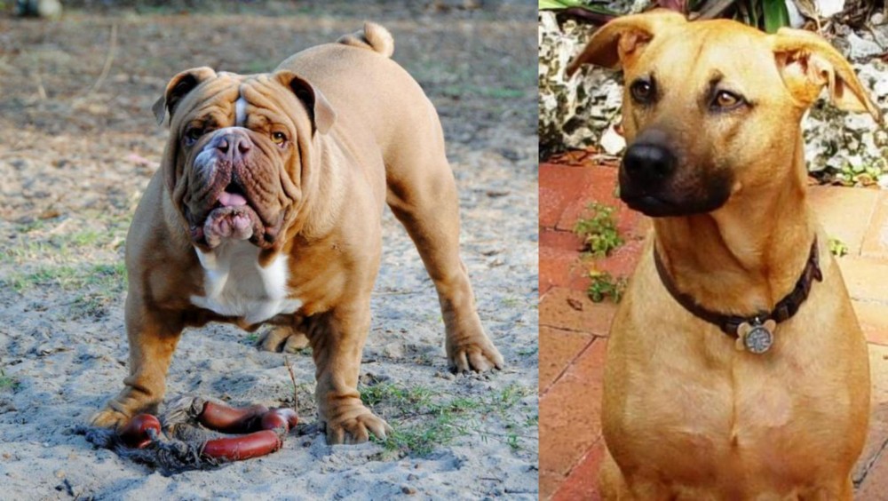Combai vs Australian Bulldog - Breed Comparison