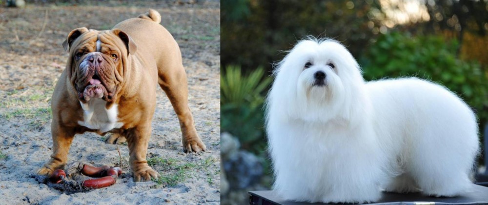 Coton De Tulear vs Australian Bulldog - Breed Comparison