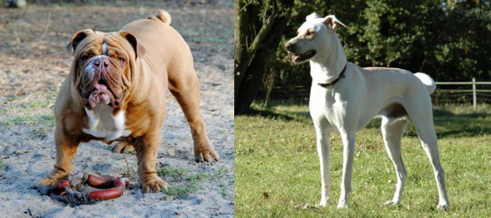 Cretan Hound vs Australian Bulldog - Breed Comparison