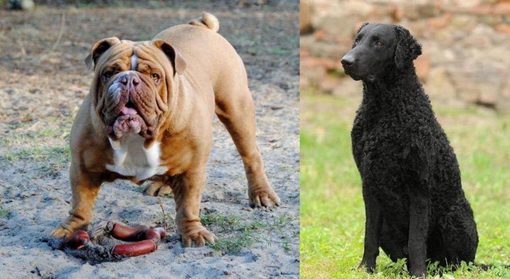Curly Coated Retriever vs Australian Bulldog - Breed Comparison