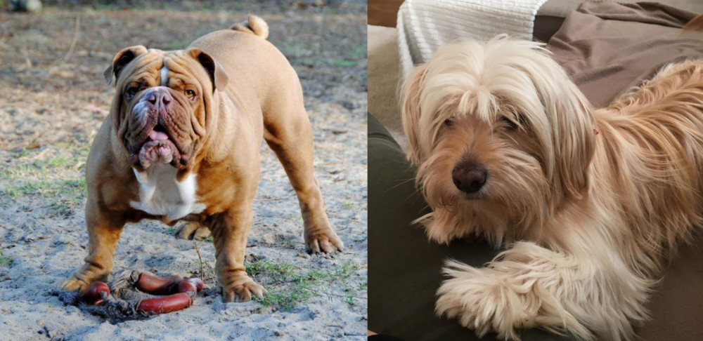 Cyprus Poodle vs Australian Bulldog - Breed Comparison