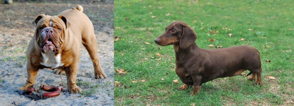 Dachshund vs Australian Bulldog - Breed Comparison
