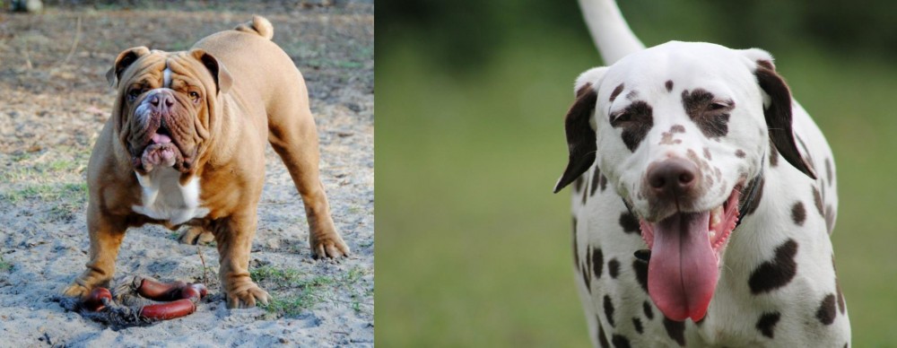 Dalmatian vs Australian Bulldog - Breed Comparison