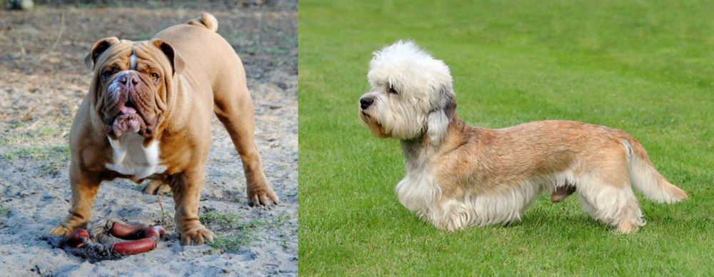 Dandie Dinmont Terrier vs Australian Bulldog - Breed Comparison