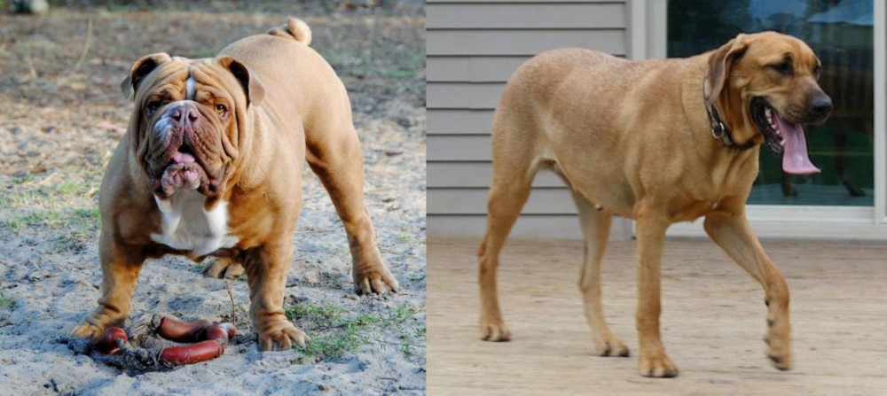 Danish Broholmer vs Australian Bulldog - Breed Comparison