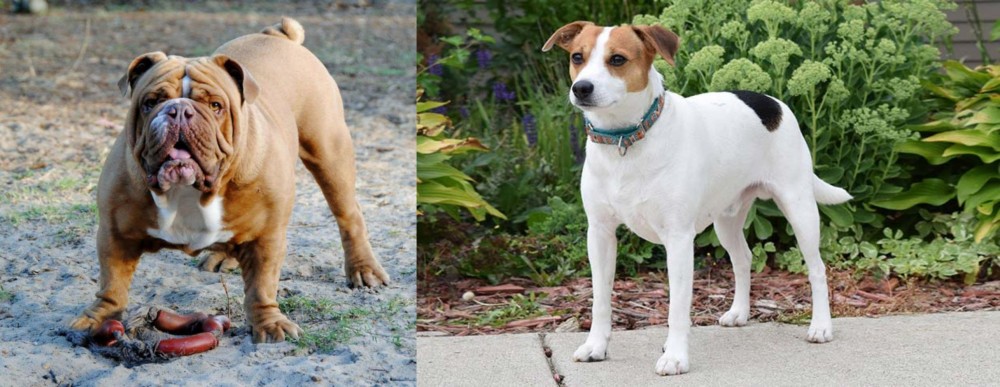 Danish Swedish Farmdog vs Australian Bulldog - Breed Comparison