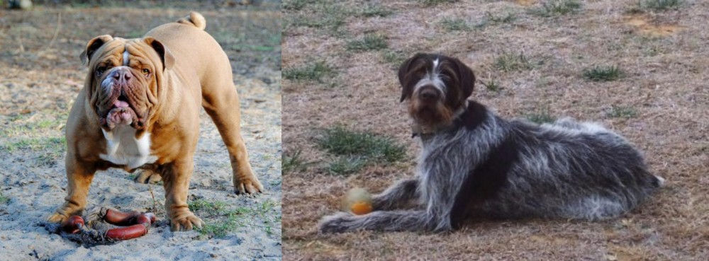 Deutsch Drahthaar vs Australian Bulldog - Breed Comparison