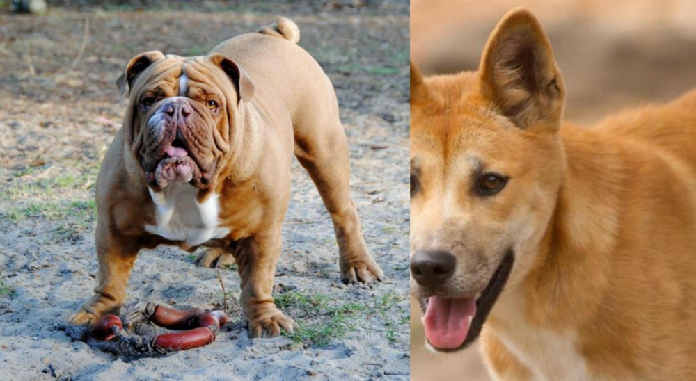 Dingo vs Australian Bulldog - Breed Comparison