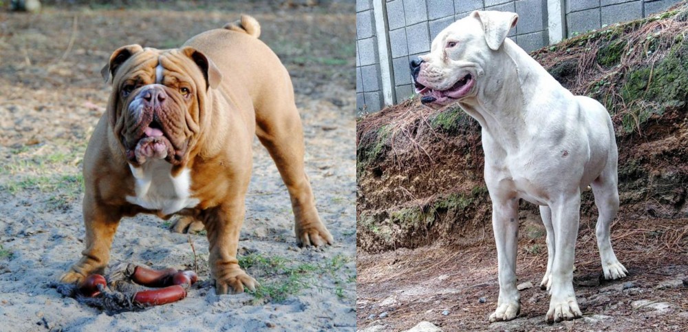 Dogo Guatemalteco vs Australian Bulldog - Breed Comparison