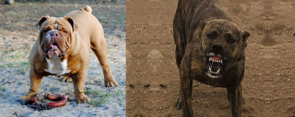 Dogo Sardesco vs Australian Bulldog - Breed Comparison