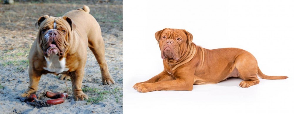 Dogue De Bordeaux vs Australian Bulldog - Breed Comparison