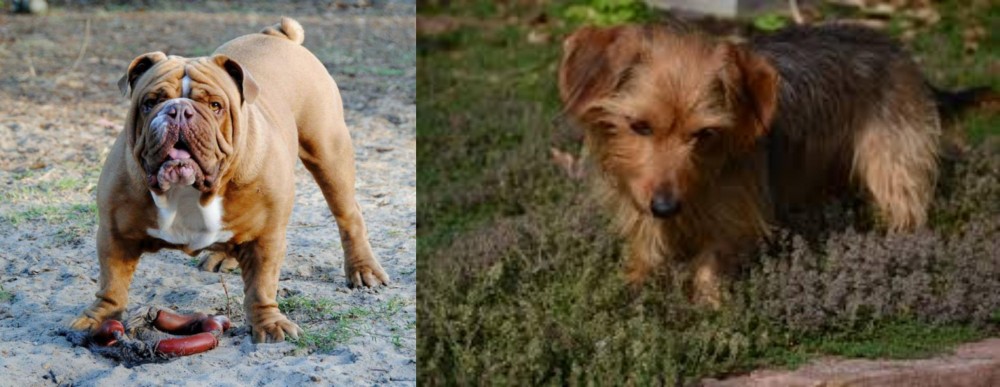 Dorkie vs Australian Bulldog - Breed Comparison