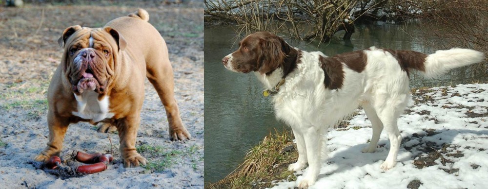 Drentse Patrijshond vs Australian Bulldog - Breed Comparison