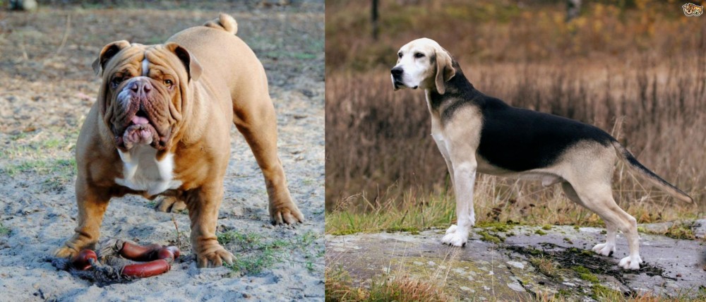 Dunker vs Australian Bulldog - Breed Comparison