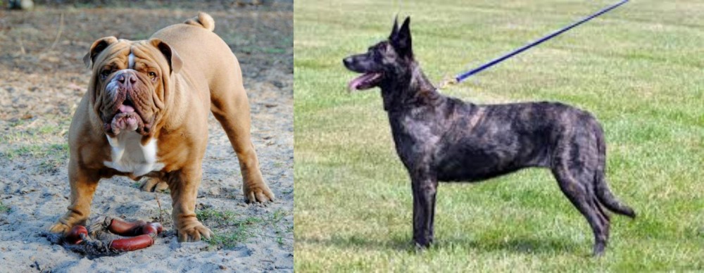 Dutch Shepherd vs Australian Bulldog - Breed Comparison