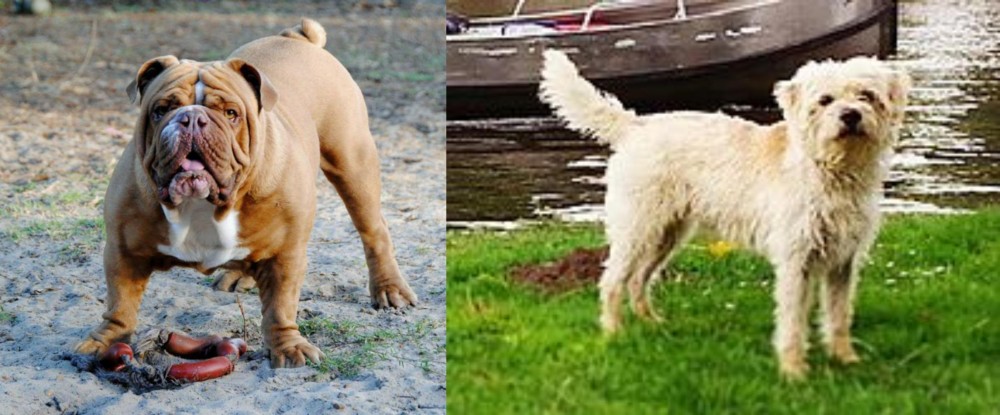 Dutch Smoushond vs Australian Bulldog - Breed Comparison