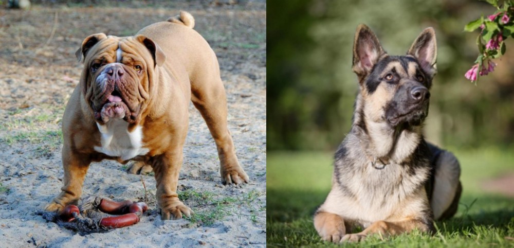 East European Shepherd vs Australian Bulldog - Breed Comparison