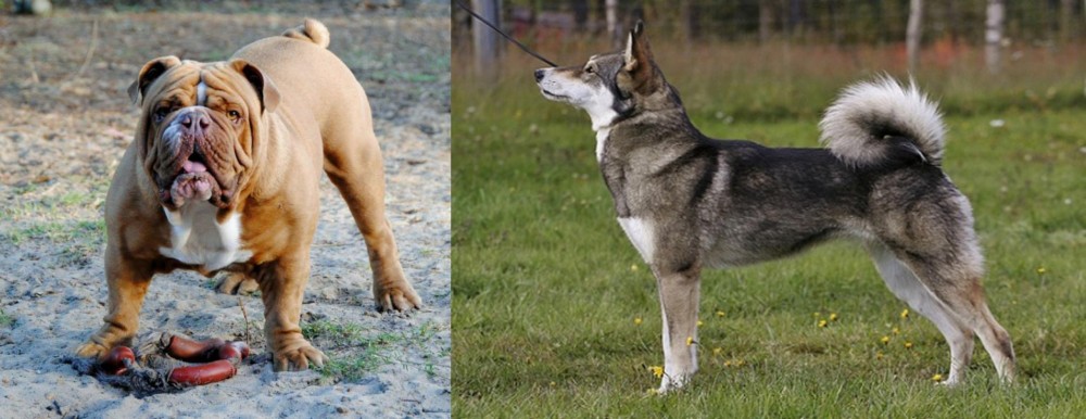 East Siberian Laika vs Australian Bulldog - Breed Comparison