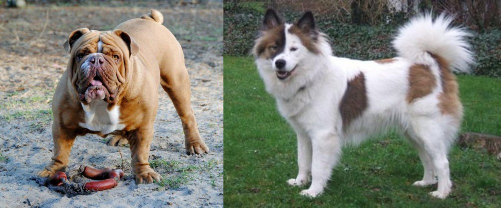 Elo vs Australian Bulldog - Breed Comparison