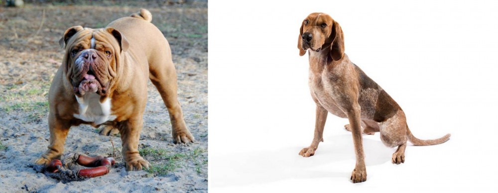 English Coonhound vs Australian Bulldog - Breed Comparison