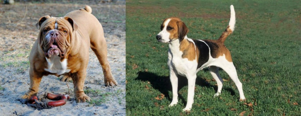 English Foxhound vs Australian Bulldog - Breed Comparison