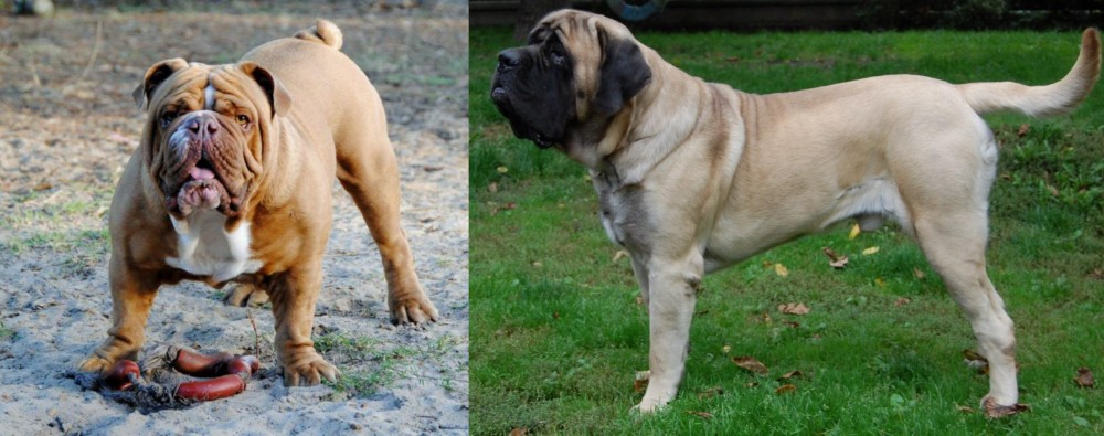 English Mastiff vs Australian Bulldog - Breed Comparison