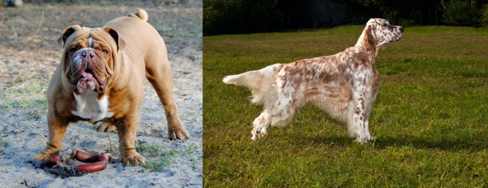 English Setter vs Australian Bulldog - Breed Comparison