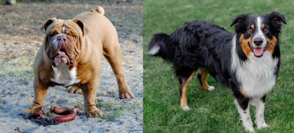 English Shepherd vs Australian Bulldog - Breed Comparison
