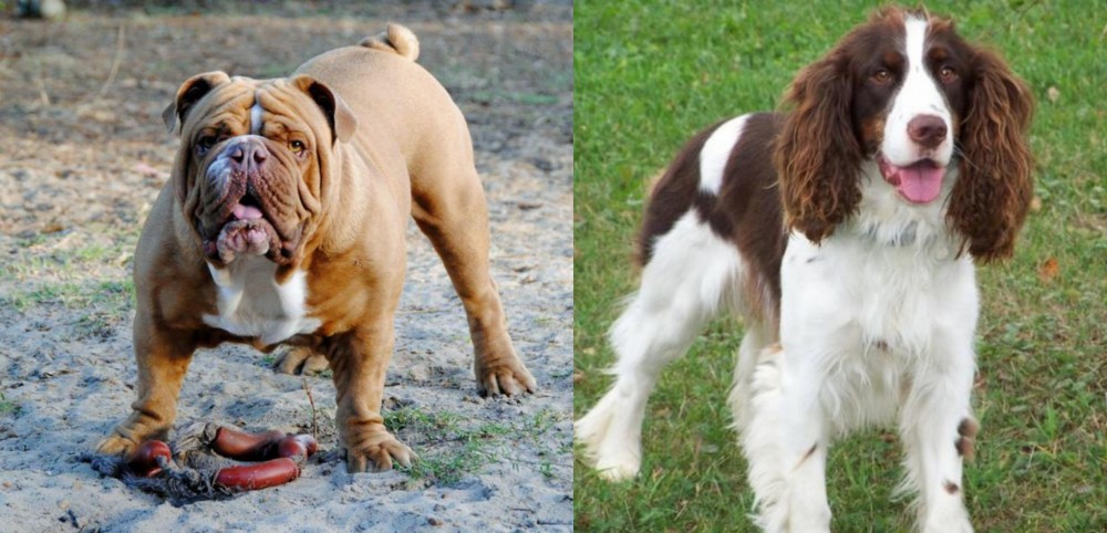English Springer Spaniel vs Australian Bulldog - Breed Comparison